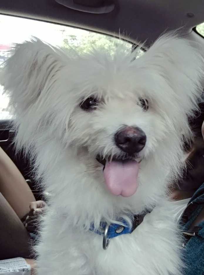 West Highland White Terrier Dogs For Mating In Delhi