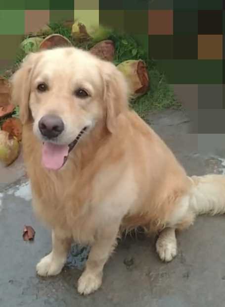 Golden Retriever Dogs For Mating In Mandi HP