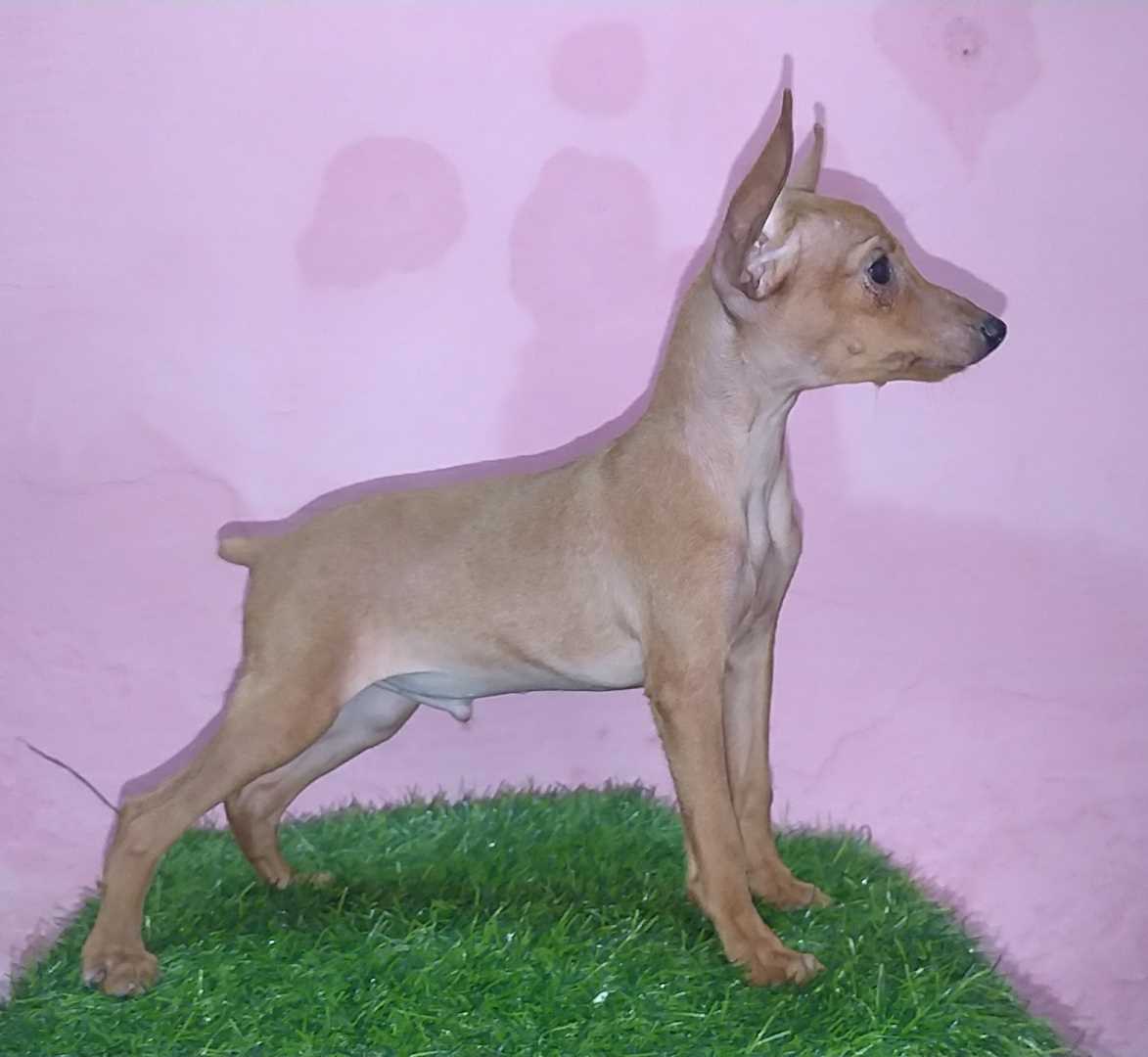 Miniature Pinscher For Sale In Bangalore