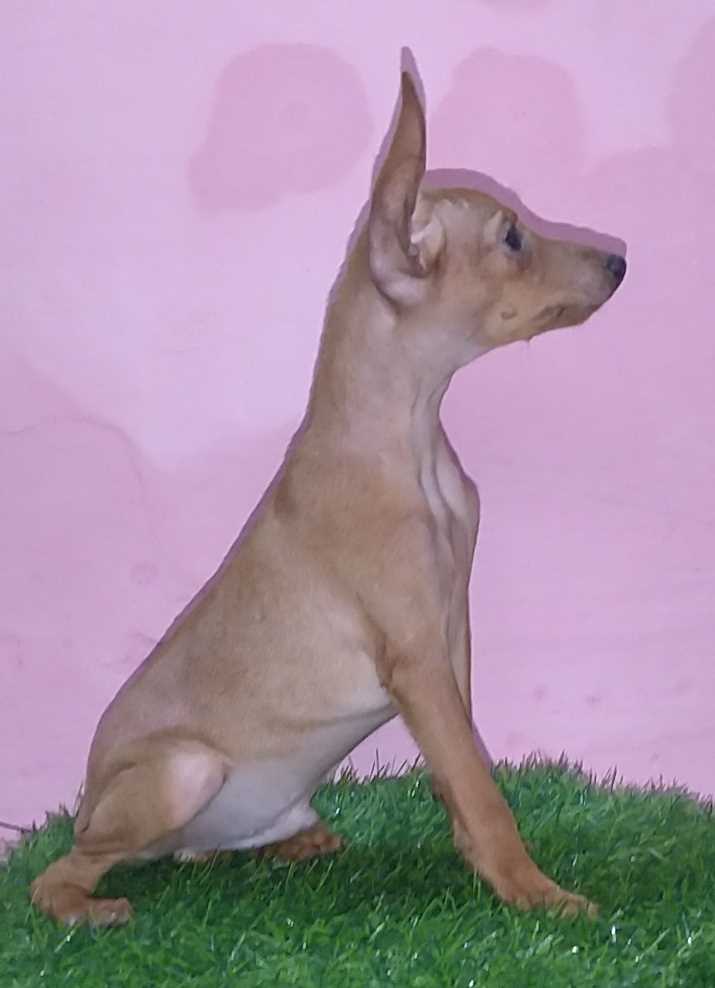 Miniature Pinscher For Sale In Bangalore