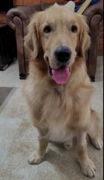 Golden Retriever Dogs For Mating In Vijayawada