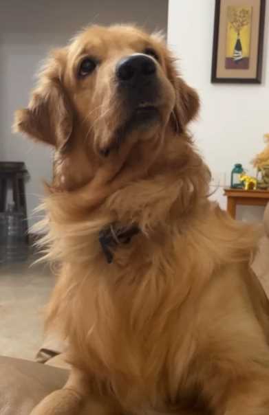 Golden Retriever Dogs For Mating In Vijayawada