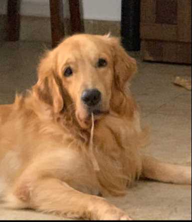 Golden Retriever Dogs For Mating In Vijayawada