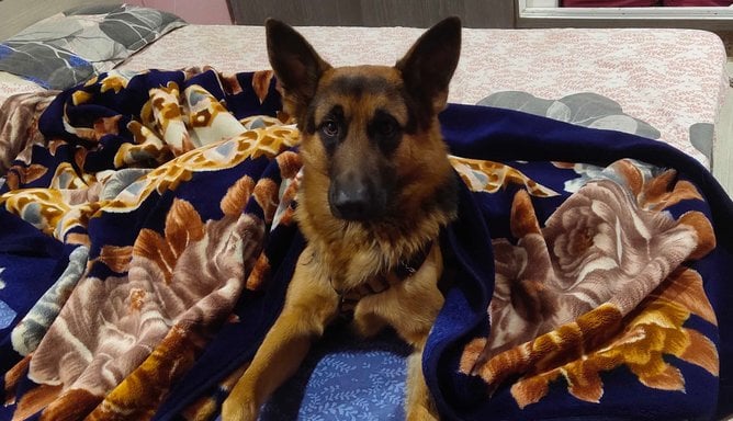 German Shepherd Dogs For Mating In Hyderabad