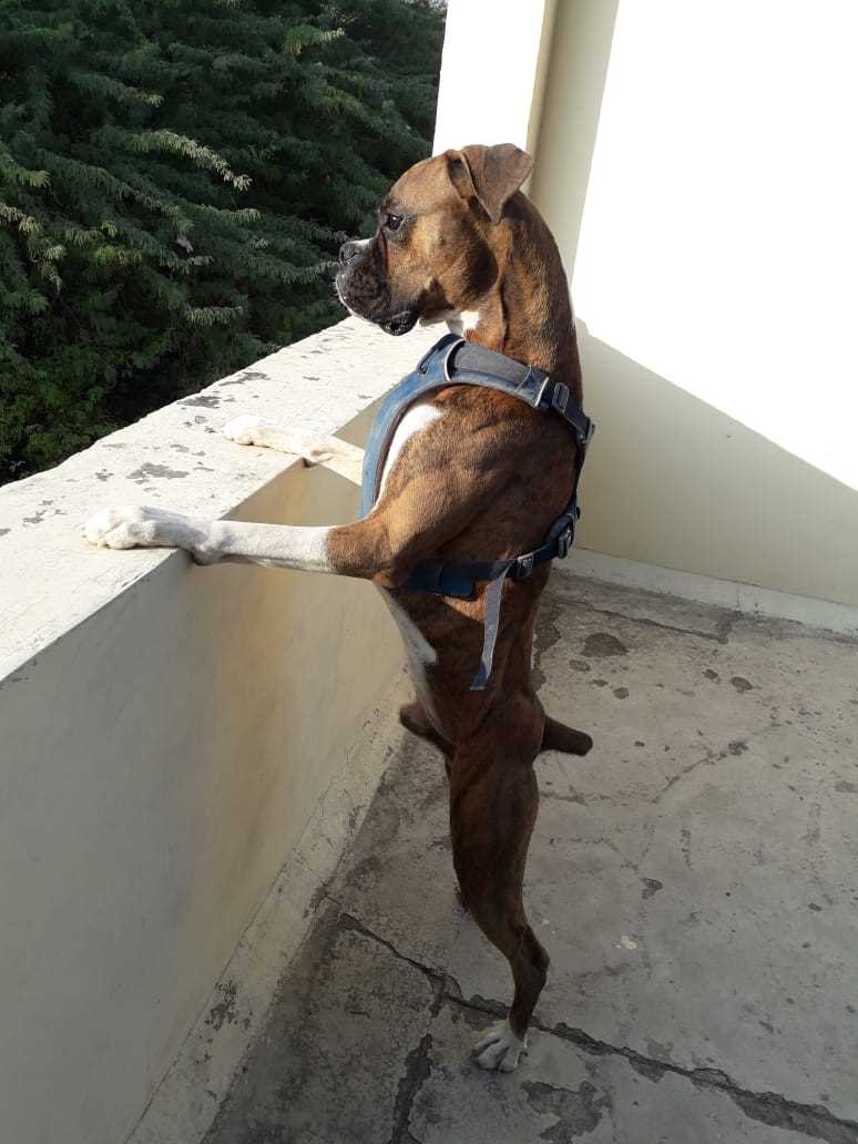 Boxer Dogs For Mating In Delhi