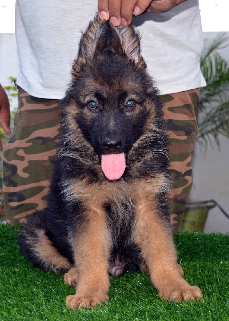 German Shepherd For Sale In Jodhpur