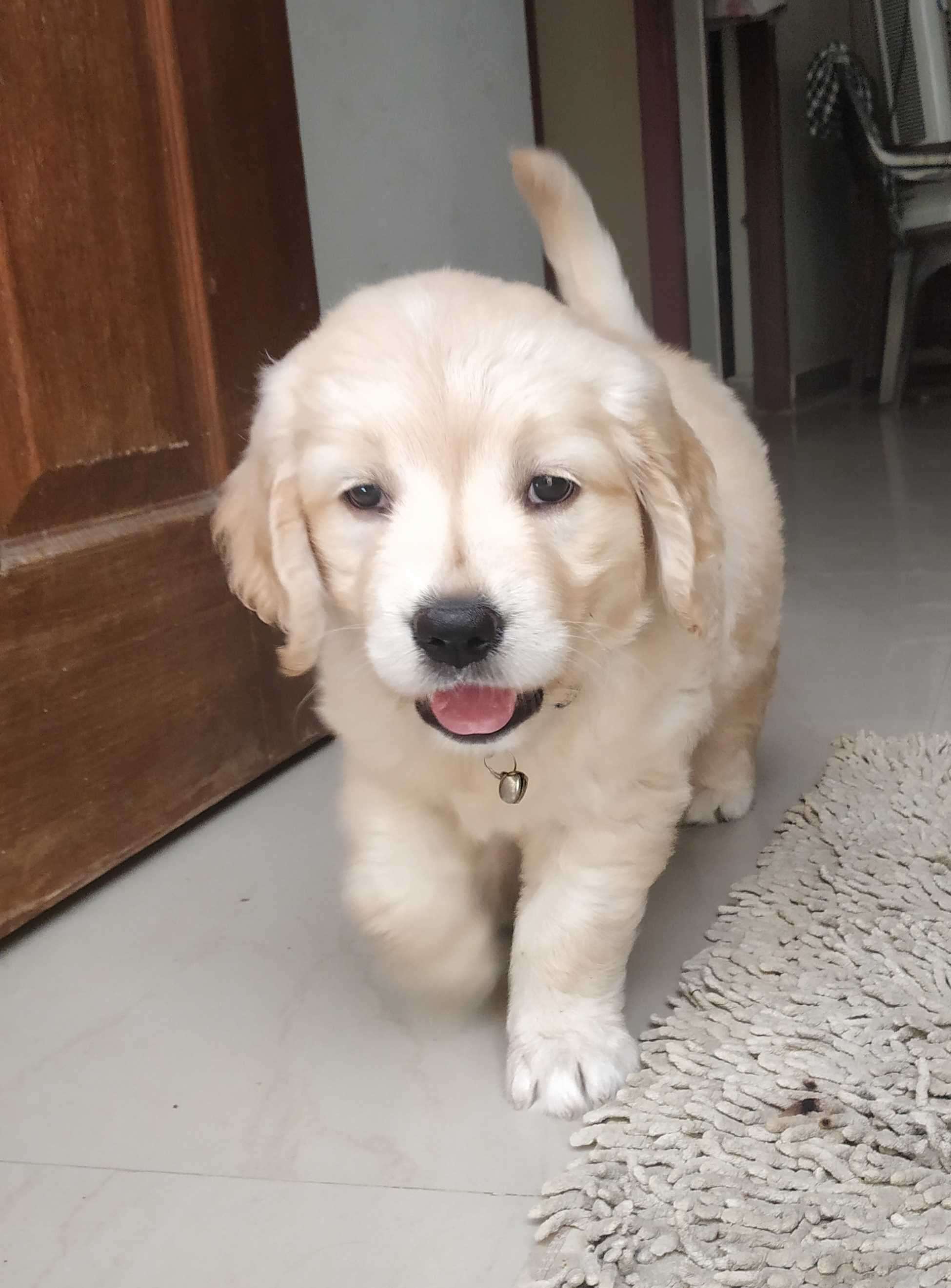 Golden Retriever For Sale In Madurai