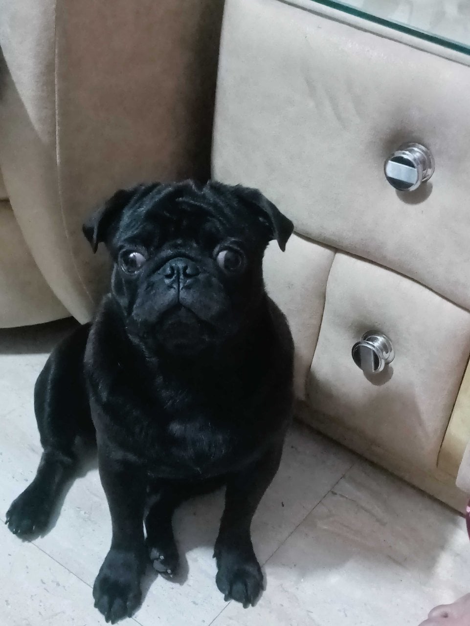Pug Dogs For Mating In Mysore