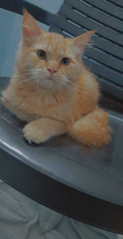 Persian For Sale In Jalandhar