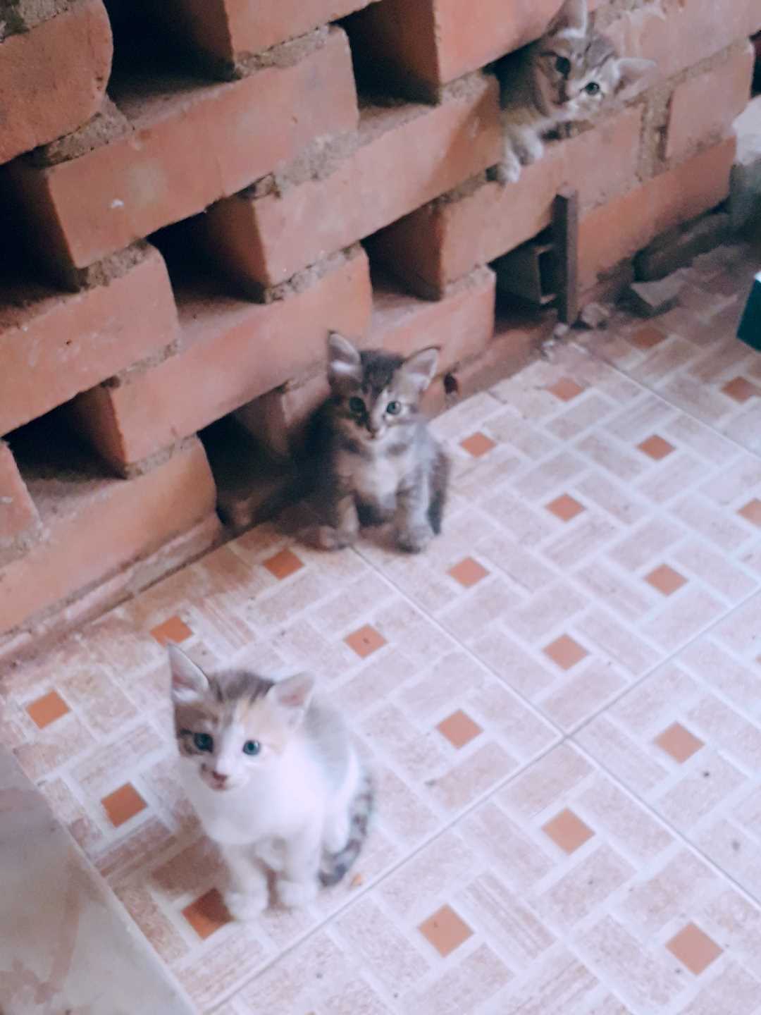 Indian Breed For Adoption In Kannur