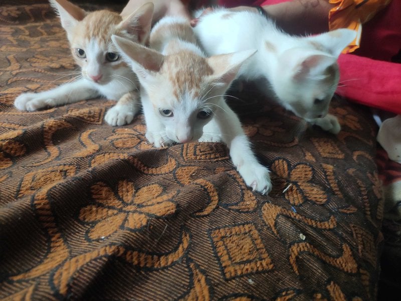 Indian Breed For Adoption In Bhopal