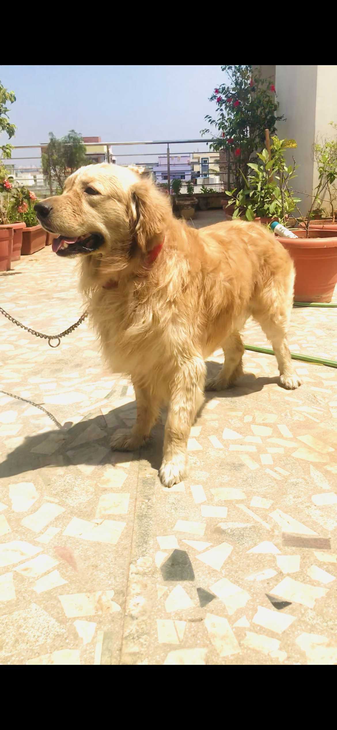 Golden Retriever Dogs For Mating In Kozhikode