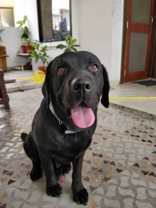 Labrador Retriever For Adoption In Bhopal
