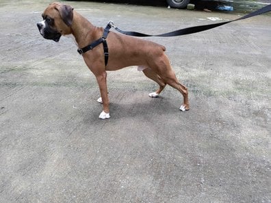 Boxer Dogs For Mating In Mumbai