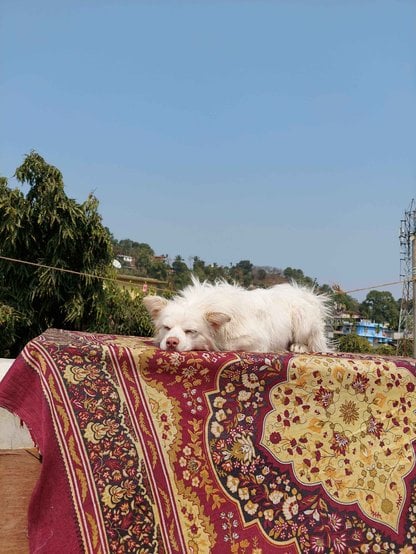 Culture Pomeranian Dogs For Mating In Coimbatore