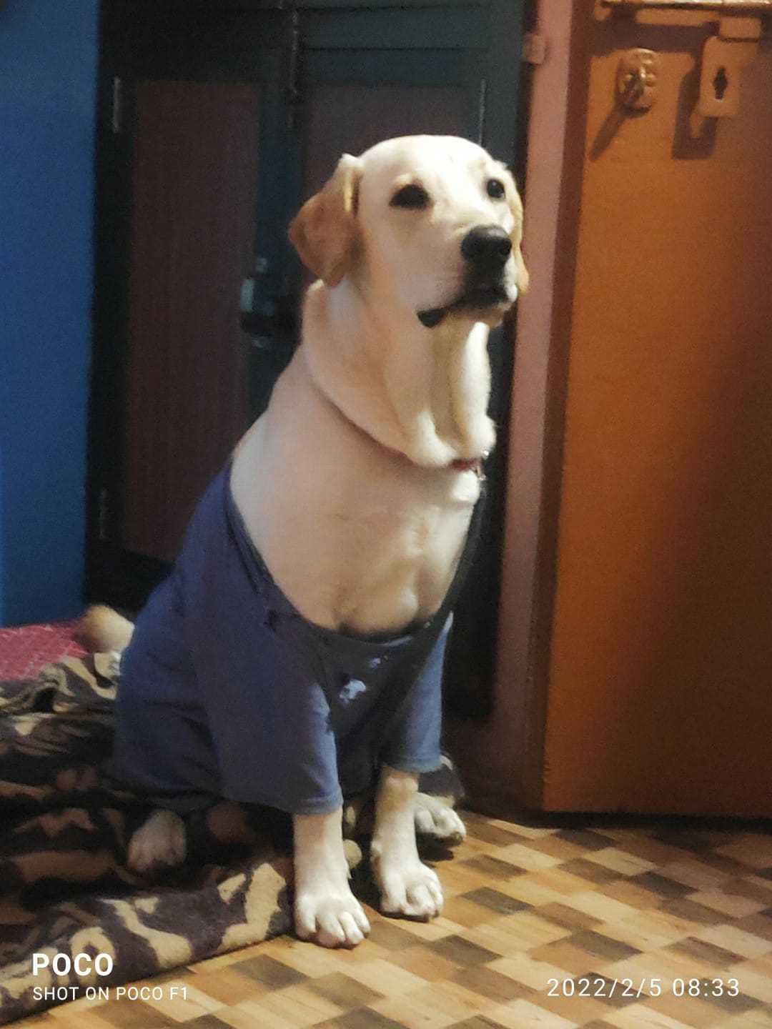 Labrador Retriever Dogs For Mating In Bhilai Nagar