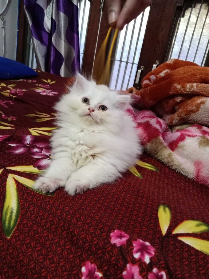 Persian For Sale In Jalandhar
