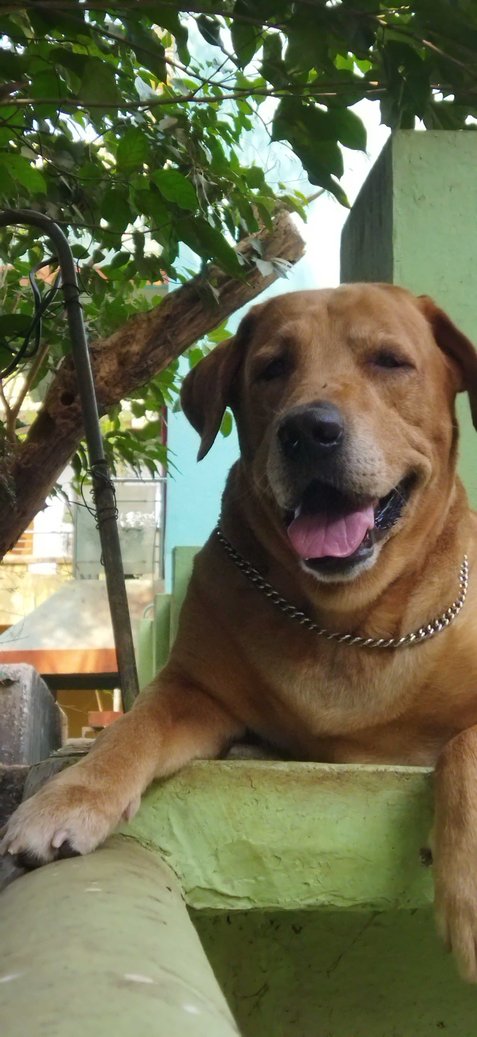 Labrador Retriever Dogs For Mating In Bhubaneswar