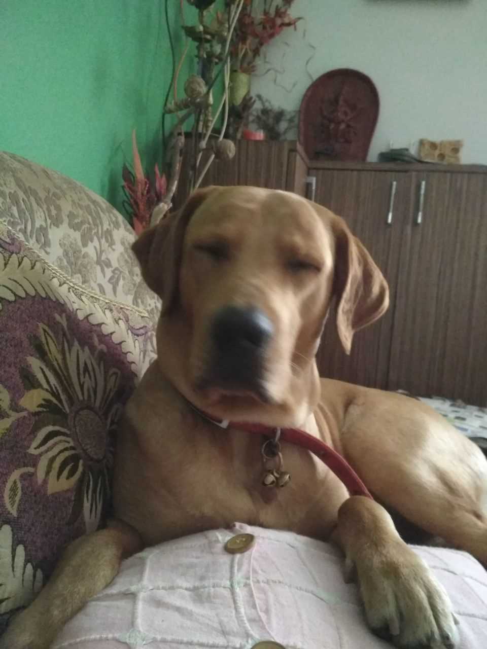 Labrador Retriever Dogs For Mating In Bhubaneswar