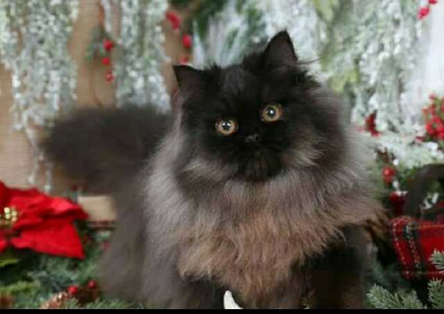 Himalayan For Sale In Chennai