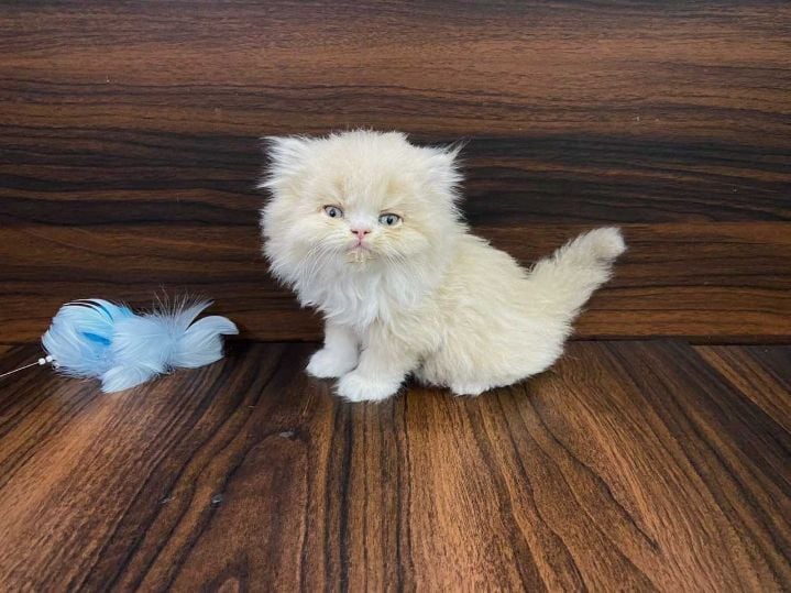 Persian For Sale In Tiruchirappalli