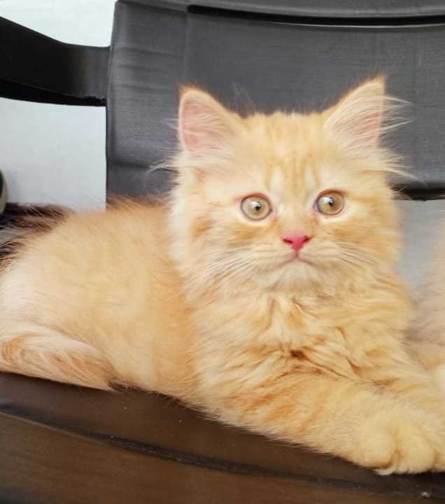 Persian For Sale In Allahabad