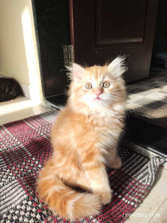 Persian For Sale In Pondicherry