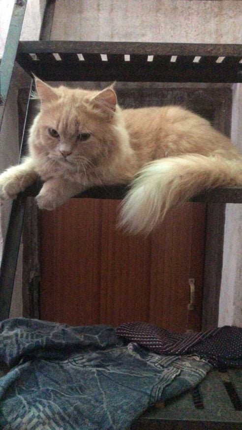 Persian For Sale In Jammu