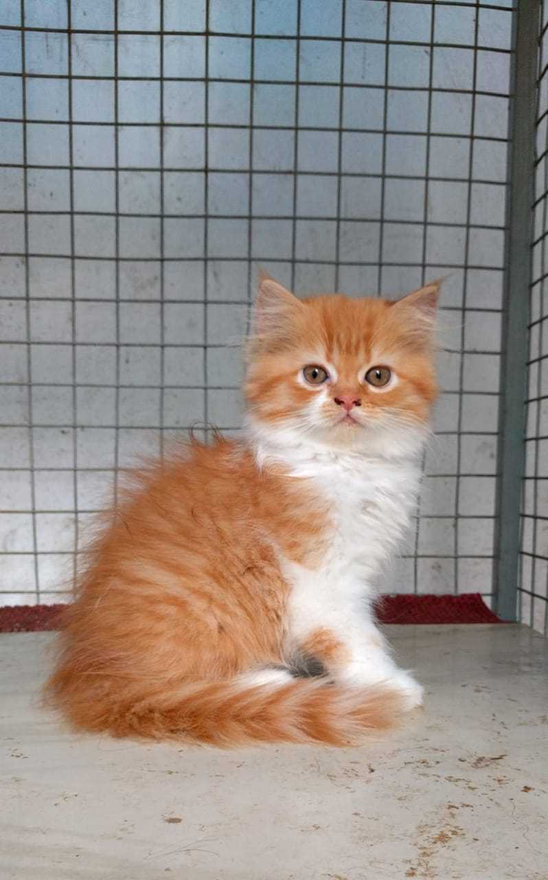 Persian For Sale In Jammu