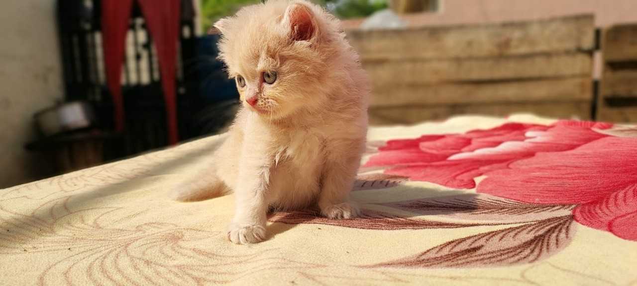 Persian For Sale In Jammu
