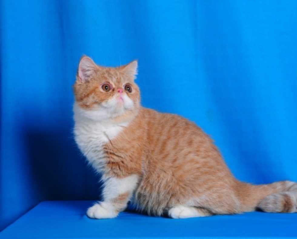 Persian For Sale In Bhubaneswar