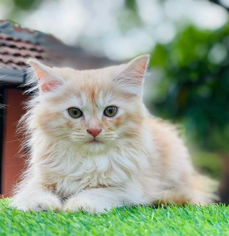 Persian For Sale In Bhubaneswar
