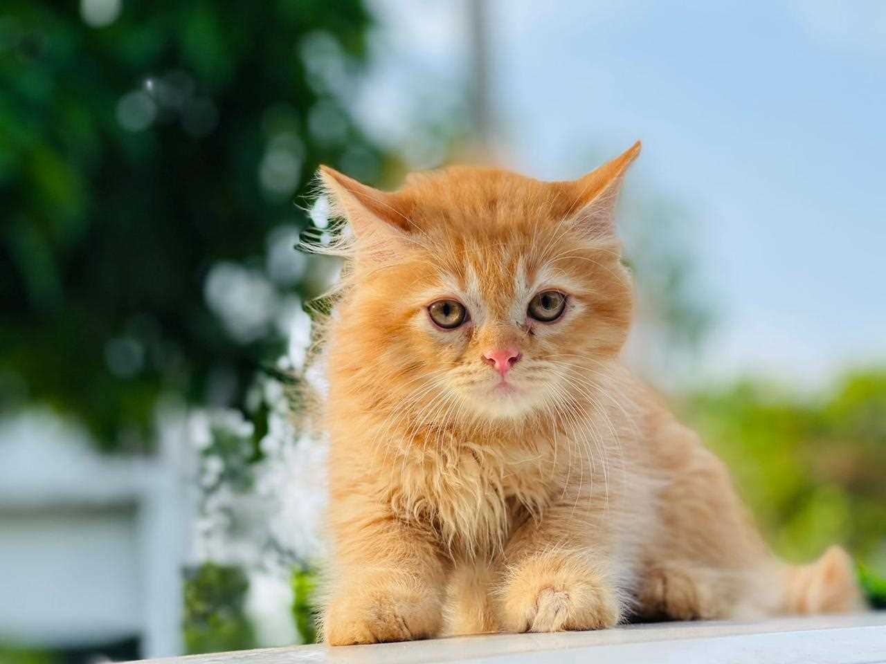 Persian For Sale In Bhubaneswar