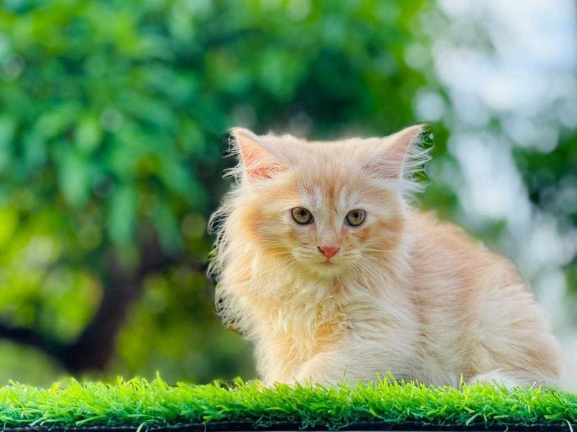 Persian For Sale In Jammu