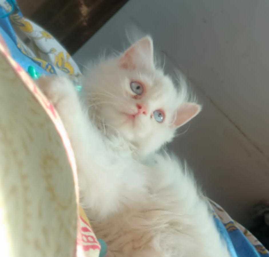 Persian For Sale In Jammu