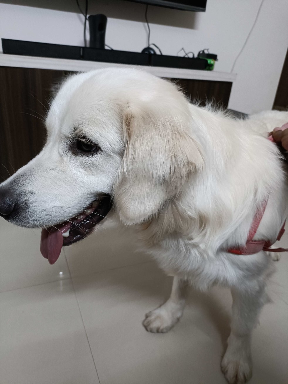 Golden Retriever Dogs For Mating In Bangalore