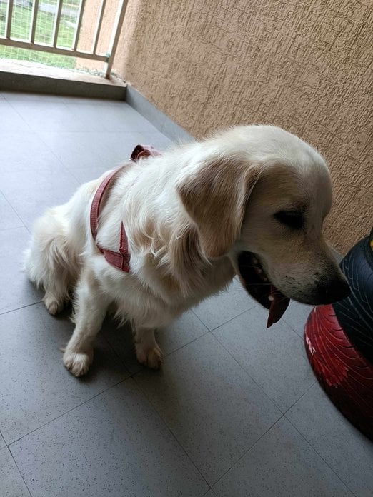 Golden Retriever Dogs For Mating In Bangalore