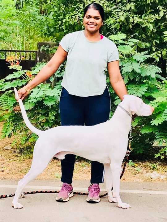 Rajapalayam Dogs For Mating In Hyderabad