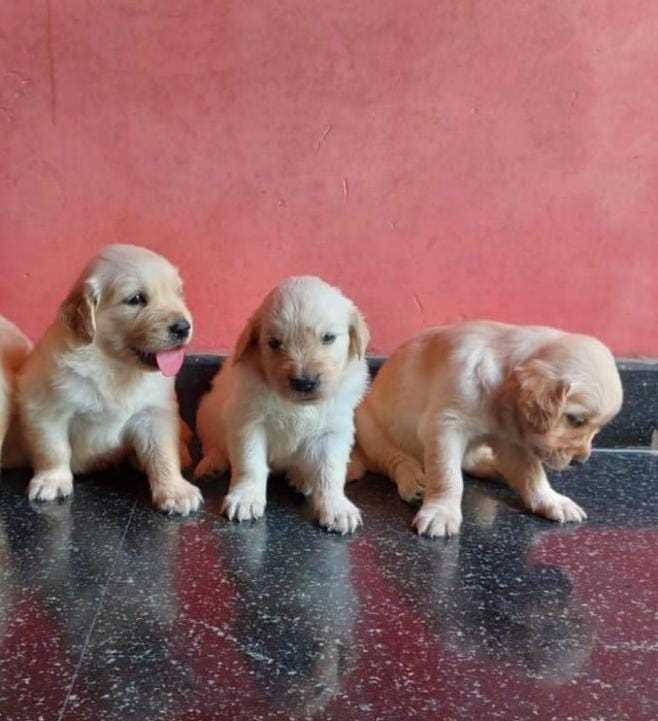 Golden Retriever For Sale In Madurai