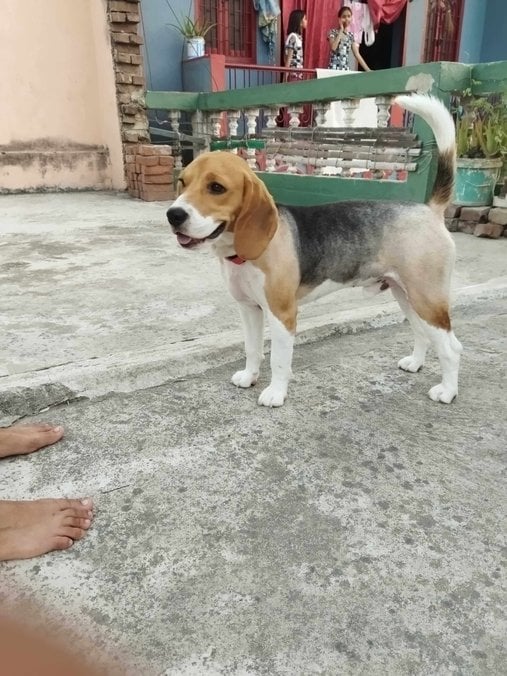 Beagle Dogs For Mating In Delhi