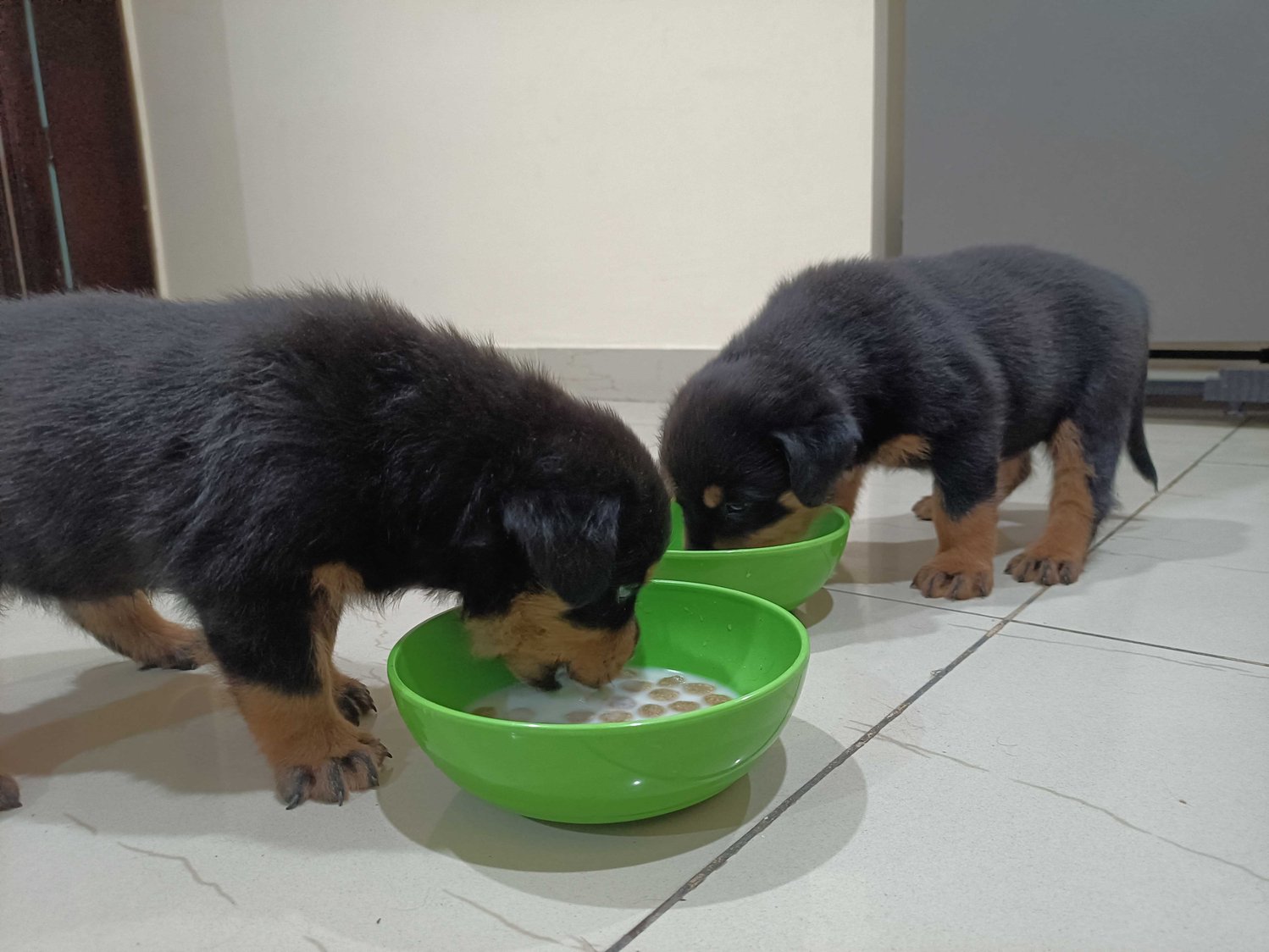 Rottweiler For Sale In Jammu