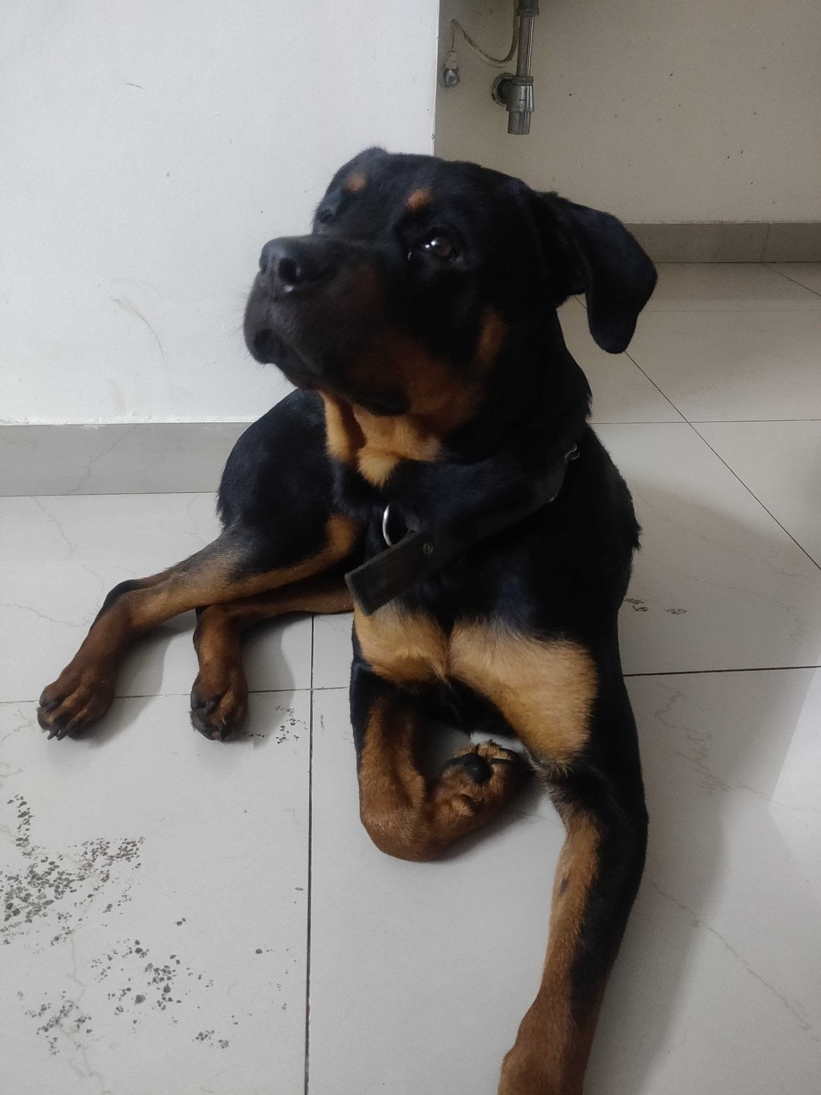 Rottweiler Dogs For Mating In Madurai