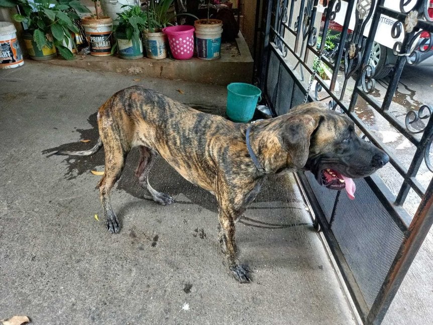 Great Dane Dogs For Mating In Pune