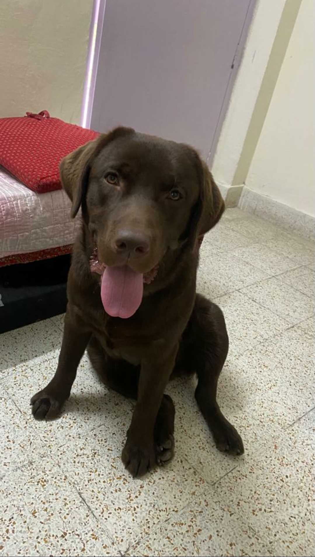 Labrador Retriever Dogs For Mating In Bhilai Nagar