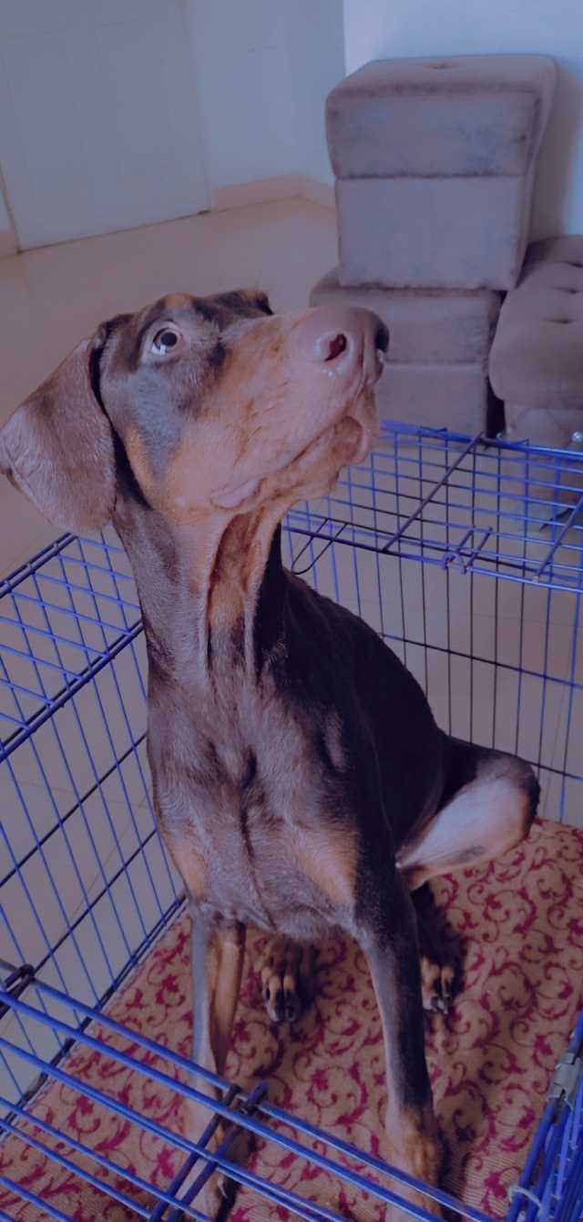 Doberman Dogs For Mating In Mumbai