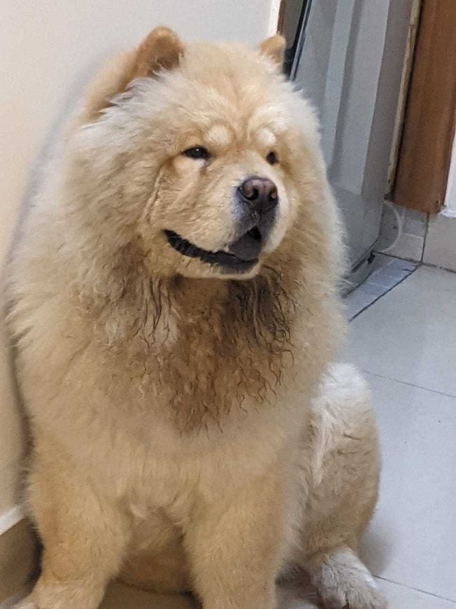 Chow Chow Dogs For Mating In Delhi