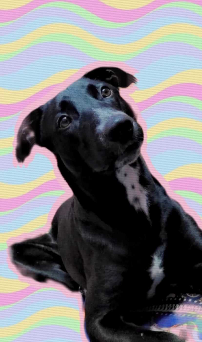 Indian Breed Dogs For Mating In Noida