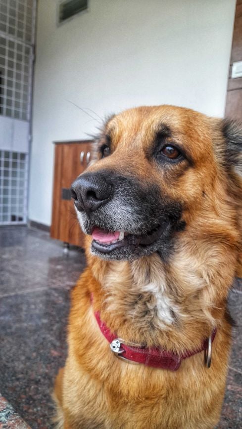 German Shepherd Dogs For Mating In Hyderabad