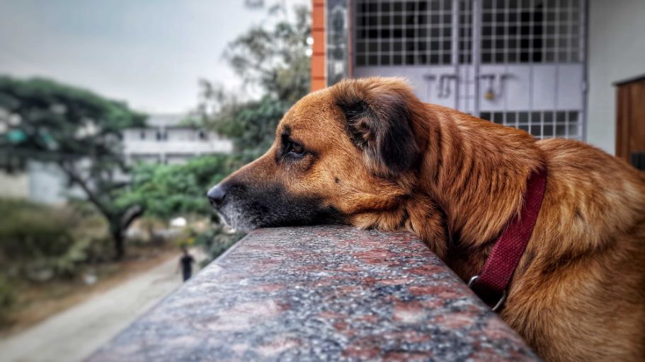 German Shepherd Dogs For Mating In Hyderabad