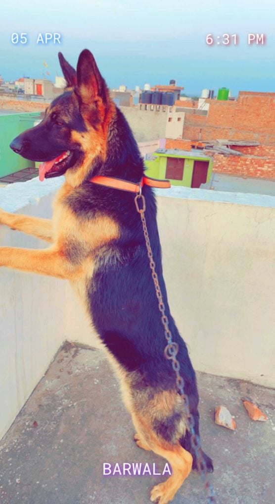 German Shepherd Dogs For Mating In Jaipur